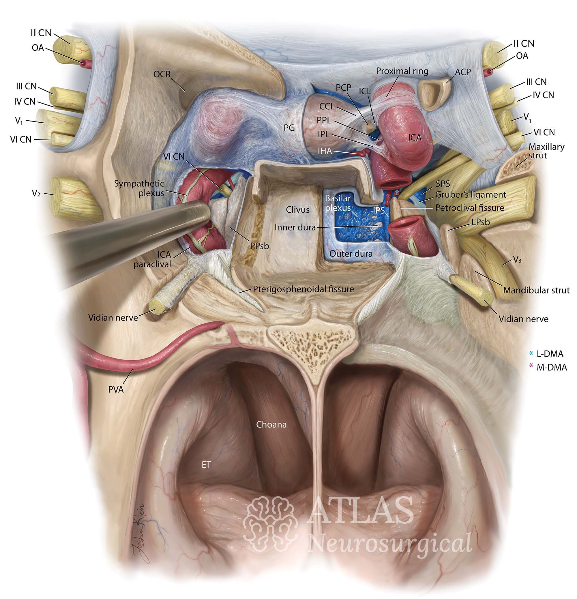 Detailed neurosurgical illustration of endonasal approach